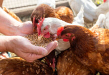 Best Organic Chicken Feed For Laying Hens Reviews 2025 Best Organic Chicken Feed For Laying Hens