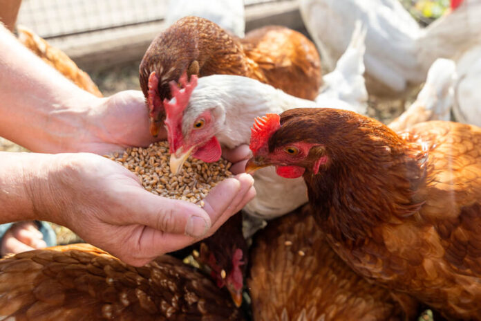 Best Organic Chicken Feed For Laying Hens Best Organic Chicken Feed For Laying Hens