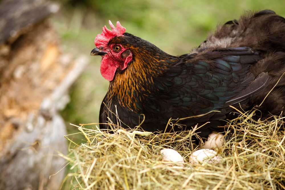 Check Whether Your Hens Are Laying Eggs For More Than Ten Months or Not