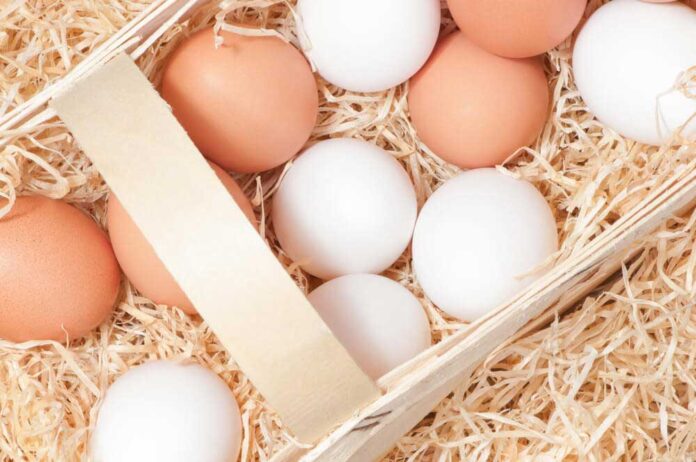 How-do-you-increase-egg-production-in-chickens How do you increase egg production in chickens