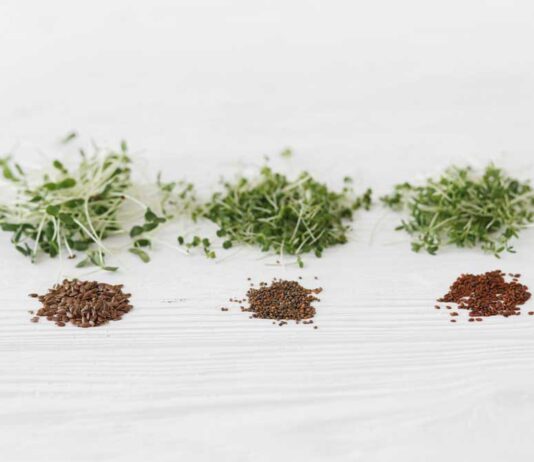Best Microgreen Seeds Review 2025 | Start Growing Now Best Microgreen Seeds