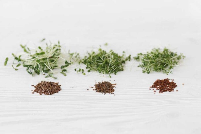 Best-Microgreen-Seeds Best Microgreen Seeds