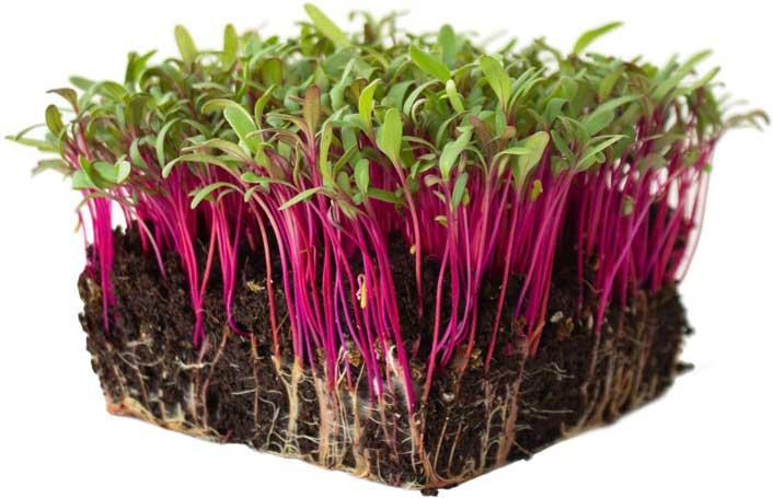 Mountain Valley Seed Non GMO Bulls Blood Beet Seeds